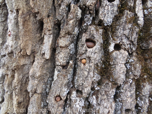 A closer look at a granary tree.