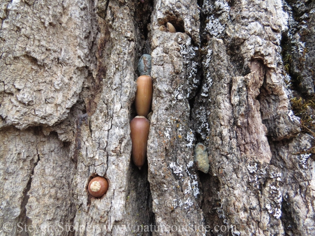 Most of the time, Acorn woodpeckers drill into the granary tree. But if they can, they will wedge them into cracks.