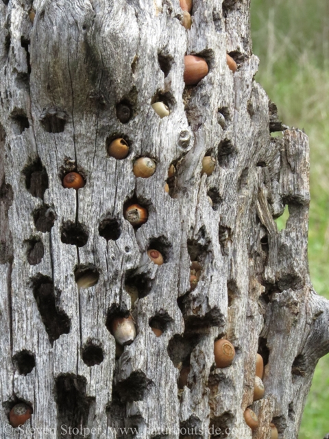 Dead trees make perfect granary trees.