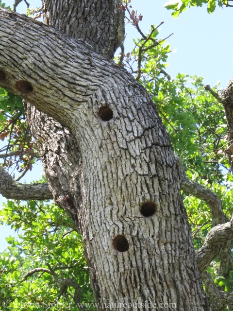 Acorn woodpecker homes.