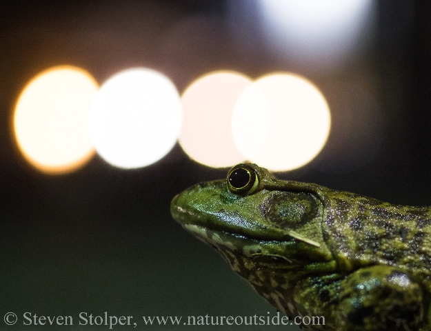 American Bullfrog at night