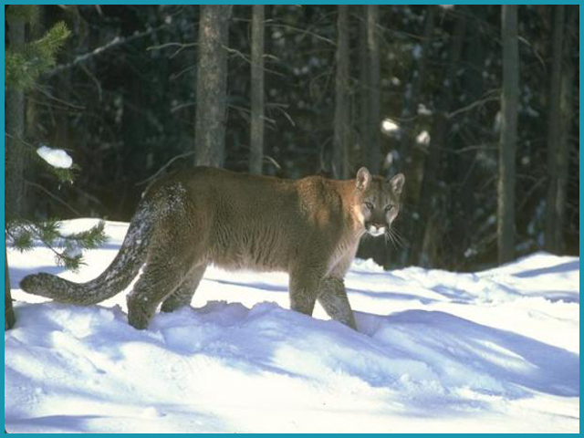 Mountain lion walking in snow