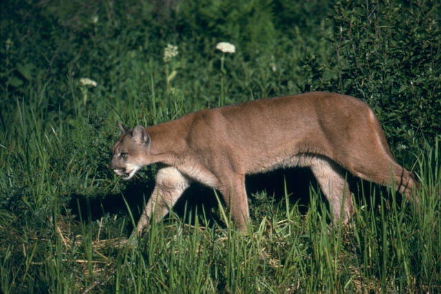 Mountain lion walking in meadow