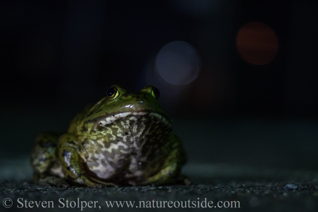 American bullfrogs are alien species introduced into California for food. They are not native west of the Rockies. Photo by Eliot Drake.