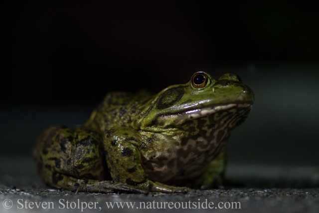 Male American bullfrog. Males have tympanums (the round eardrum behind the eye) as large or larger than their eyes. Females’ tympanums are not as large as their eyes. Photo by Eliot Drake.
