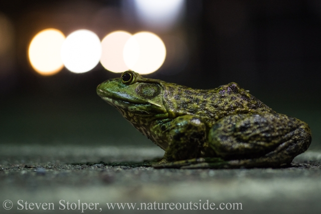 The bullfrog is the largest frog in North America. Its body measures 3.5 – 8 inches (8.7 – 20 cm). Photo by Eliot Drake.