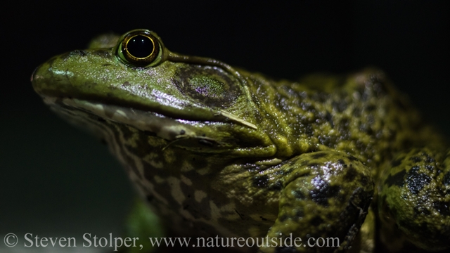 This invader has a voracious appetite. It is probably responsible for the decline of many native California species including frogs (the endangered Red-legged frog), turtles, snakes, and waterfowl. Photo by Eliot Drake.