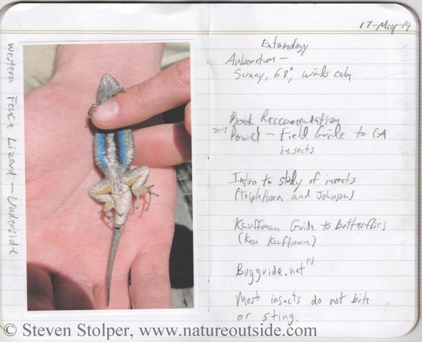 journal entry with western fence lizard belly