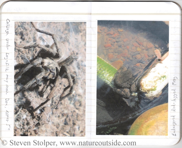 journal with Calisoga spider and an endangered Red-legged frog