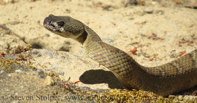 Northern Pacific Rattlesnake close up