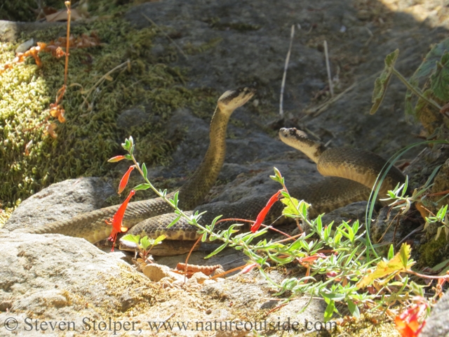 northern pacific rattlesnake combat dance