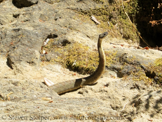 northern pacific rattlesnake