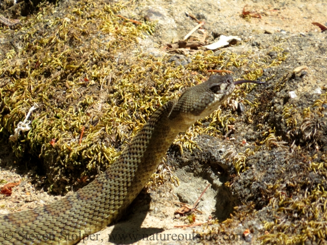 northern pacific rattlesnake tongue