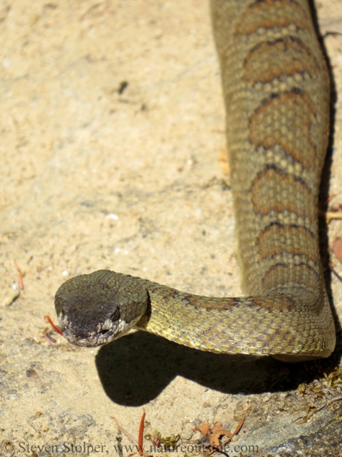 northern pacific rattlesnake