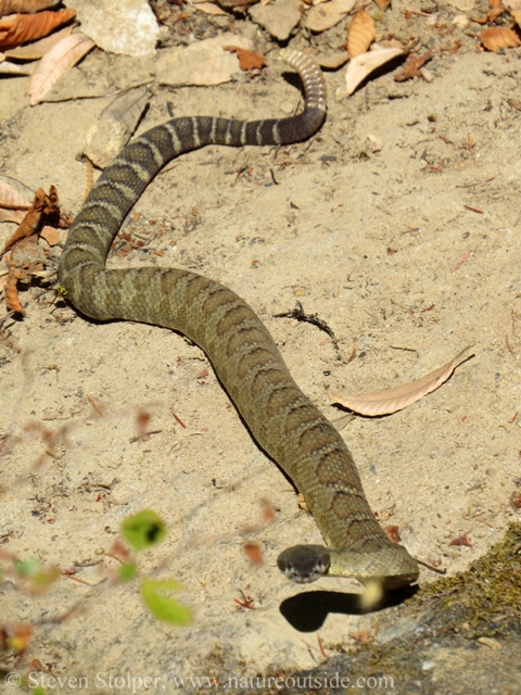 northern pacific rattlesnake