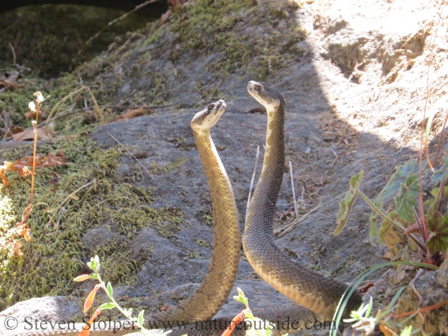 northern pacific rattlesnake combat dance