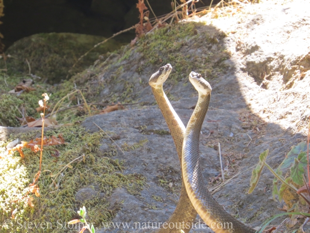 northern pacific rattlesnake combat dance