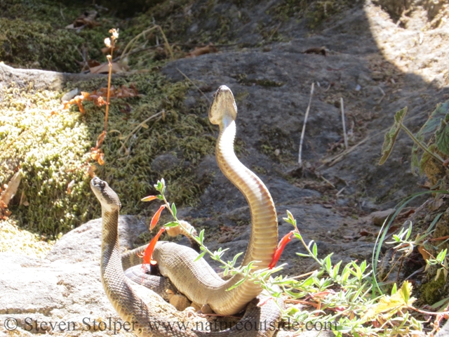 northern pacific rattlesnake combat dance