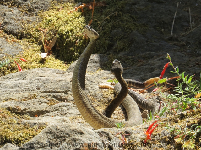 northern pacific rattlesnake combat dance