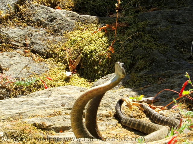 northern pacific rattlesnake combat dance