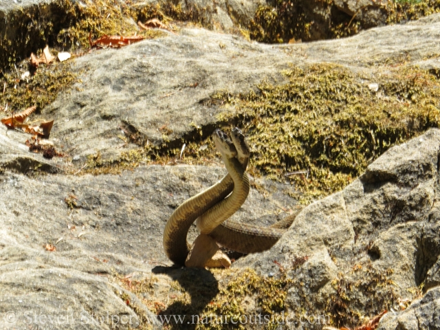 northern pacific rattlesnake combat dance