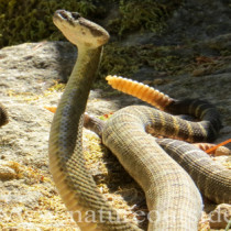 northern pacific rattlesnakes combat dance