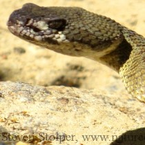 Northern Pacific Rattlesnake