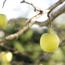 golden apple on tree