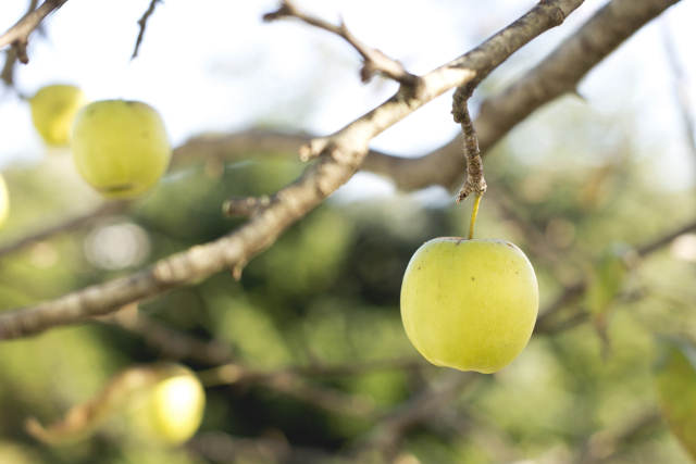 golden apple on tree