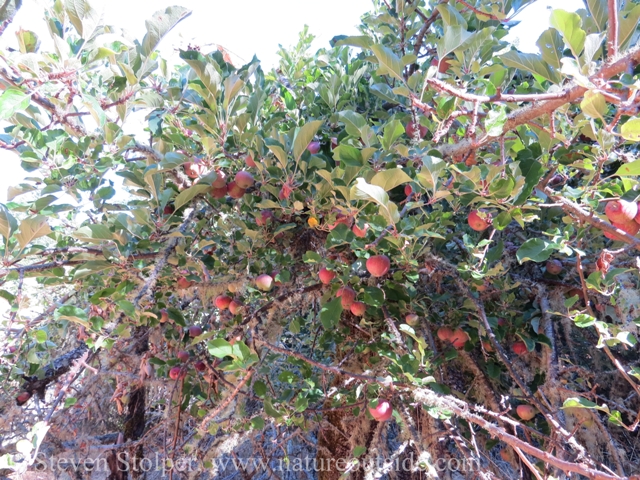 Apple tree loaded with gorgeous red apples