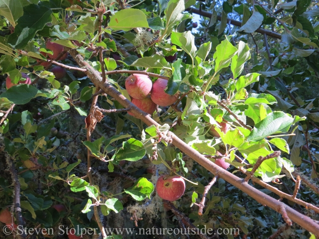 Gorgeous red apples on a feral apple tree