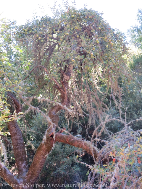 A wildly branched tree loaded with golden apples