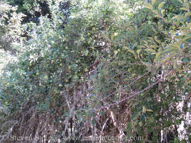 This tree has more of a shrub form. Golden-green apples hang from its branches.