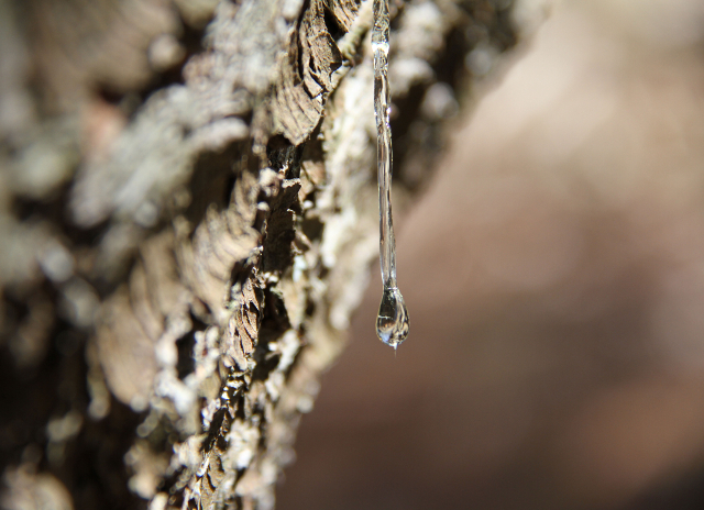 pine sap dripping