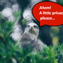 bird asking for privacy