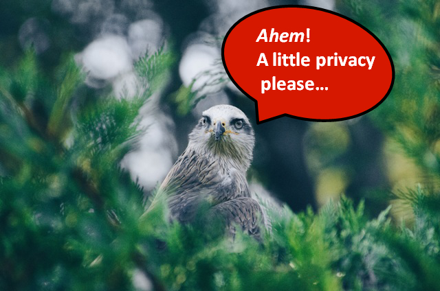 bird asking for privacy