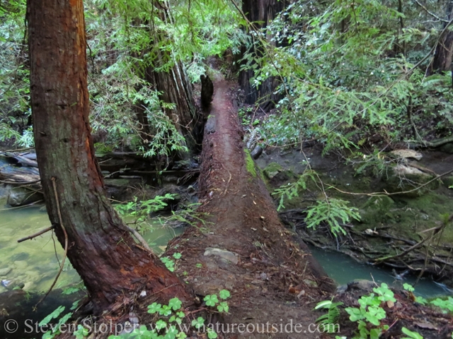 fallen tree across creek berry creek falls