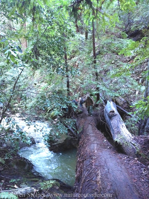 hiker crossing stream on fallen redwood tree