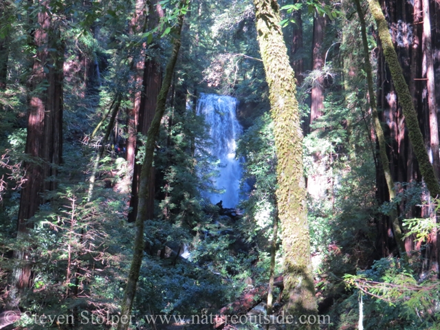 berry creek falls and redwood forest