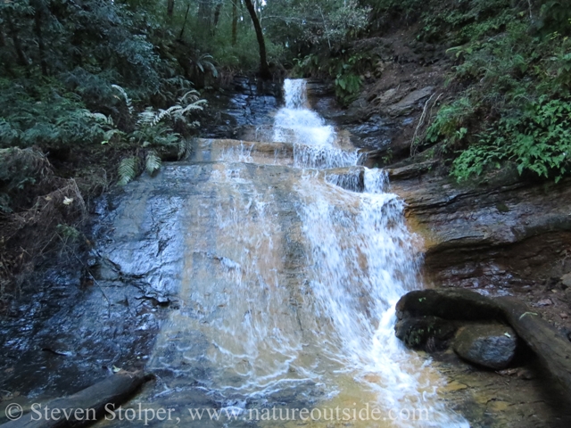 golden cascade in big basin redwoods state park