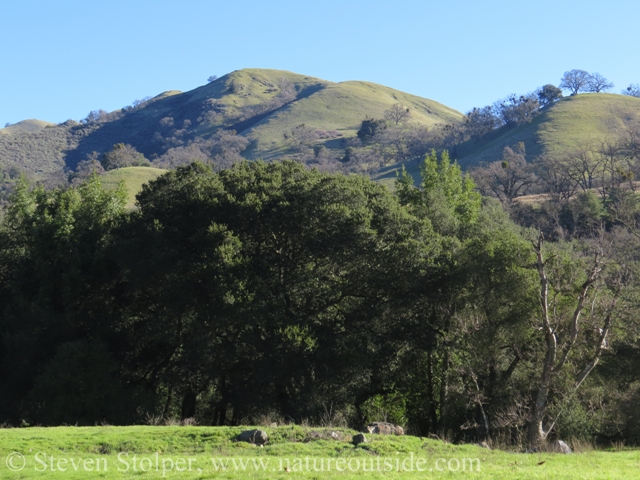 The rolling hills of Sunol Regional Wilderness