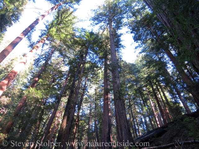 Redwood forest