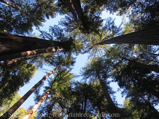 redwood forest canopy