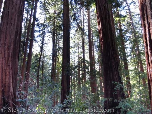 redwood forest