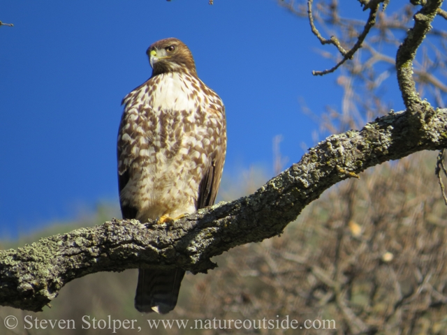 Juvenile Red-tailed hawk sitting in tree