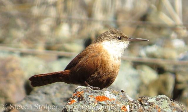 Canyon wren on rocks