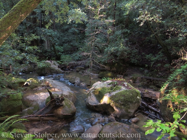 rocks and stream in redwood forest