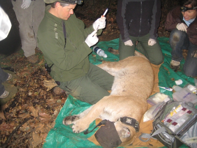 Administering the tranquilizer antidote to mountain lion P-22.
