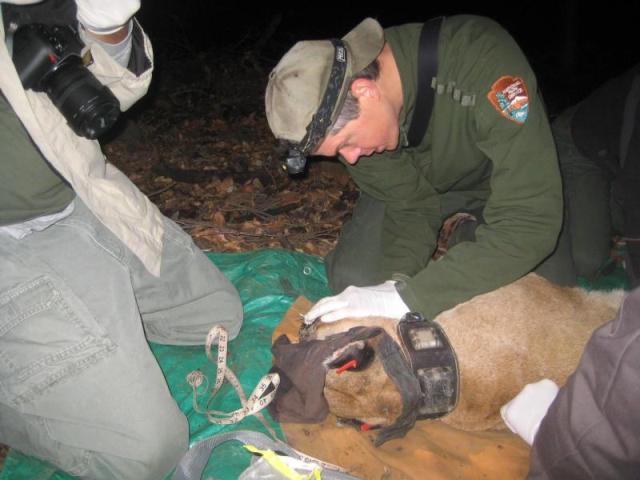 mountain lion p-22 getting medical exam