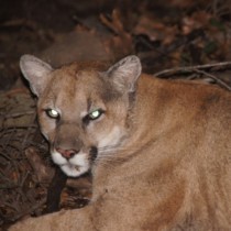 P-22 mountain lion